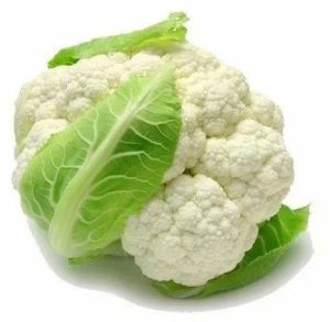 Premium White Cauliflower, Form : Fresh, Packaging Type : PP Bag