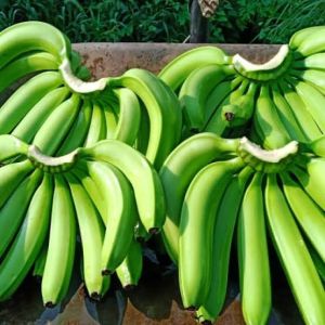 fresh bananas