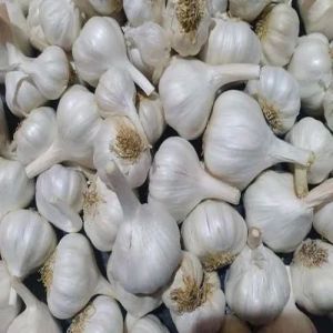 Fresh Organic Garlic, Color : White for Cooking