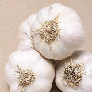 Fresh Raw Garlic
