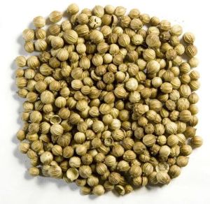 High Quality Coriander Seeds