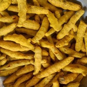 Yellow Organic Polished Turmeric Finger Food Grade for Cooking