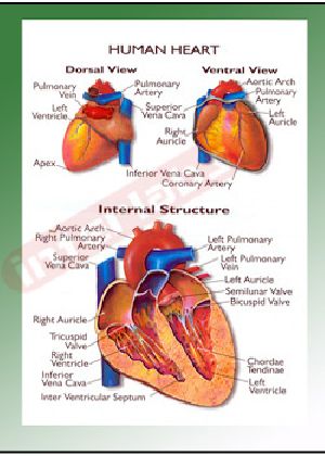 HUMAN HEART Educational Charts