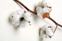 raw indian cotton