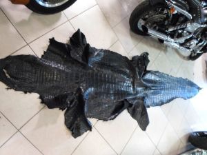 ALLIGATOR SHIN HIDE