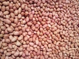groundnut seed groundnut seed