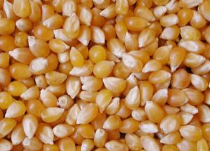 yellow corn,  Seed Type : Hybrid