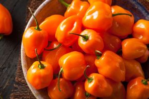 Paper & Paper Products