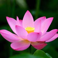Fresh Lotus Flower