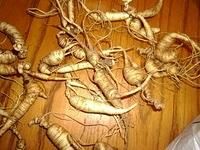 Dried Ginseng Dried Ginseng