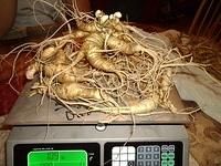 Fresh Ginseng Fresh Ginseng