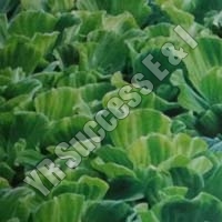 Pistia Stratiotes