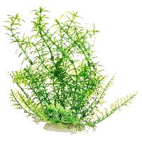 Aquarium Plants