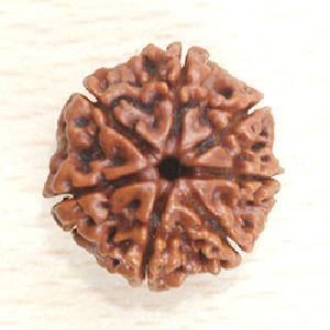 7 mukhi nepali rudraksha