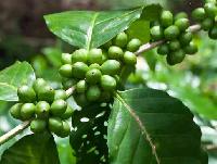 Green Coffee Bean Extract(chlorogenic Acid 45%,60%)