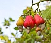 CASHEW NUT KERNEL