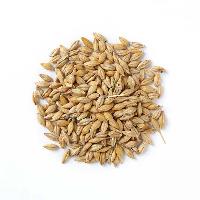 grain seed