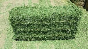 Alfafa Hay, Packaging Type : Brown