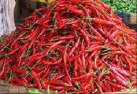 guntur red chilli