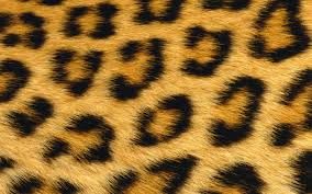 Animal Skin