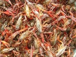 Fresh Frozen Crawfish