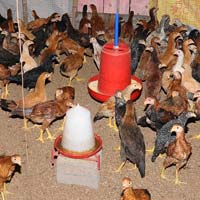 Livestock Poultry