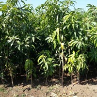 Langra Mango Plant