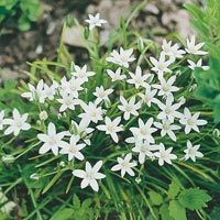 Zephyranthes_candida Outdoor Plants
