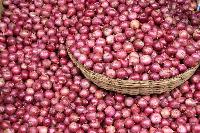 fresh red onion