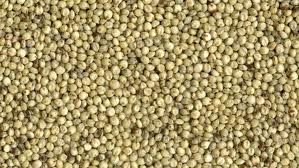 sorghum