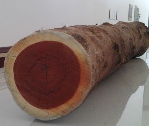 Padouk Round Log