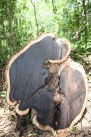 Black Wood Ebony