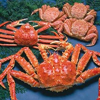 Live King Crabs