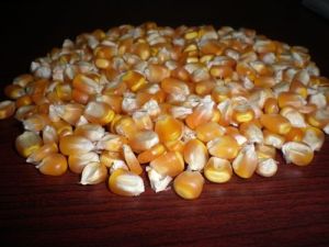 Dried Yellow Corn For Animal Feed