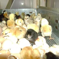 Day Old Baby Chicks