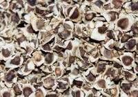 moringa seeds,  Shelf Life : 1 Year