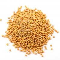 yellow mustard seeds