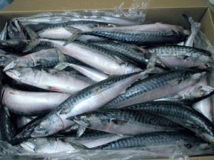 Frozen Mackerel Fish