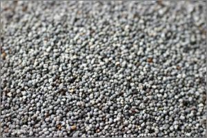 Blue Poppy Seeds