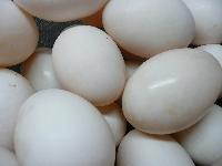 duck eggs