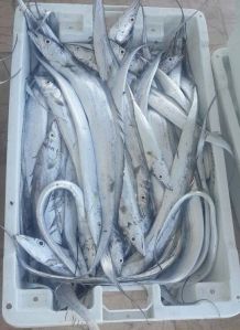 Frozen Ribbon Fish