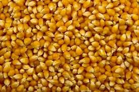 Dried Corn