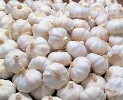 fresh garlic