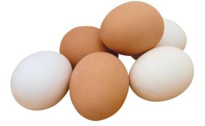 Pet and Farming Animals