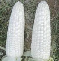 White Corn