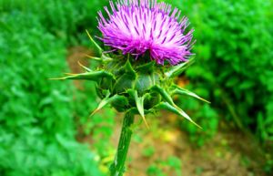Milk Thistle Extract