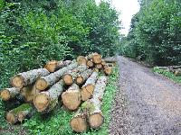 Wood Logs
