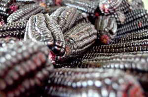 Food Grains & Cereals