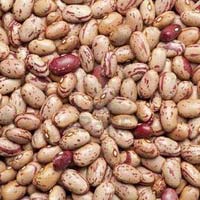 Pinto Kidney Beans
