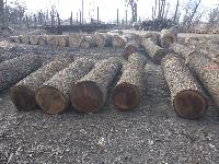 Walnut Veneer Logs